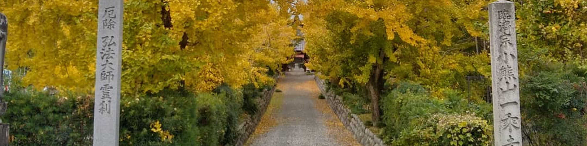 秋の銀杏に彩られた一乗寺の参道